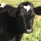 calf