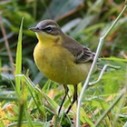 yellow_wagtail_ireland4