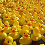 Duck Race