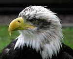 birds of prey